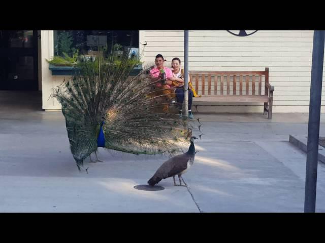 Peacock mating dance