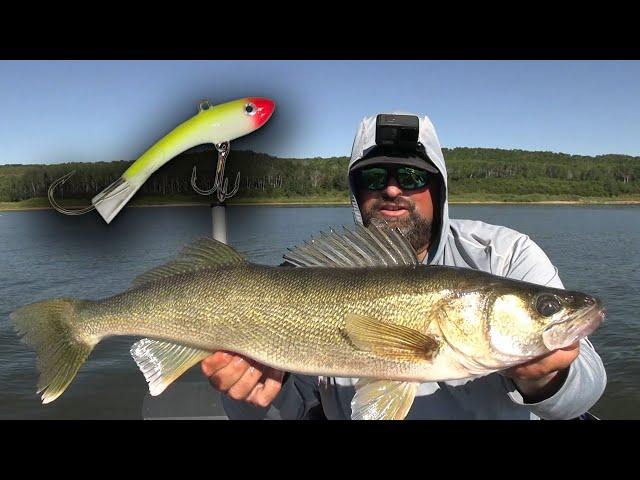 Shiver Minnow Walleye! | Summer Fishing