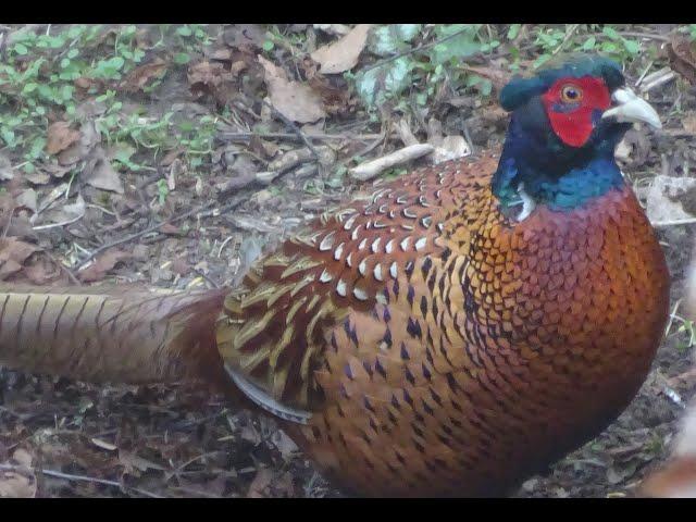 Fasan beim Körner picken Fasane Phasianus colchicus vogel vögel Hühnervogel Hahn Henne