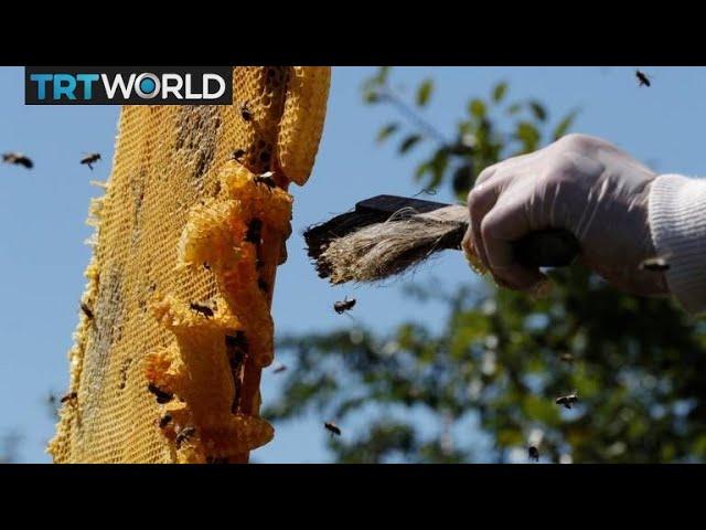 Cuba Honey Production: US embargo encourages eco-friendly beekeeping