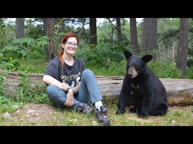 Education on the misconceptions of wild Black Bears