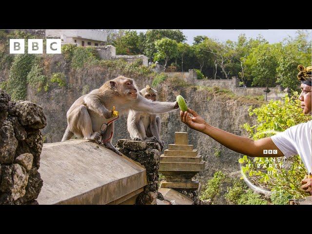 Thieving monkeys steal from tourists and barter for treats  | Planet Earth III - BBC