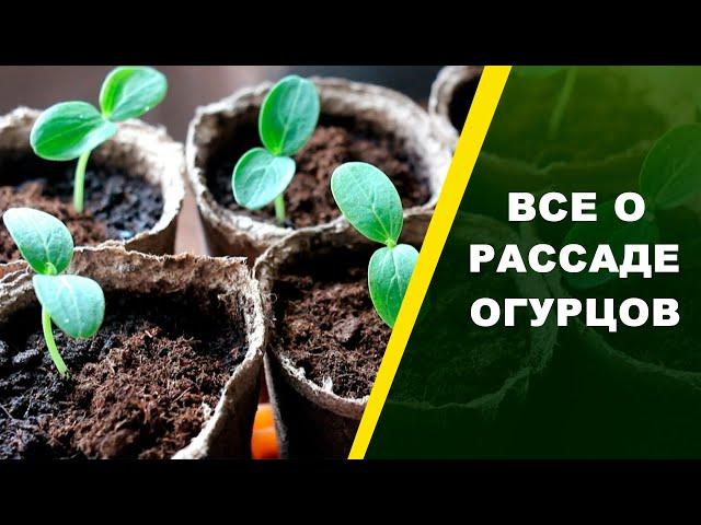 РАССАДА ОГУРЦОВ: выбор семян, посев, уход! СОВЕТЫ ЮРИЯ БУШУЕВА  | Природа будущего