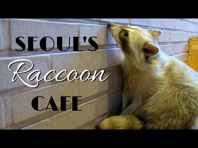 Raccoon Cafe in Seoul, Korea - 너구리 카페 (Blind Alley Cafe)