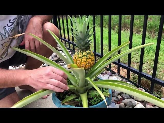 How to Harvest Pineapple Plant and Cut the Top for Planting