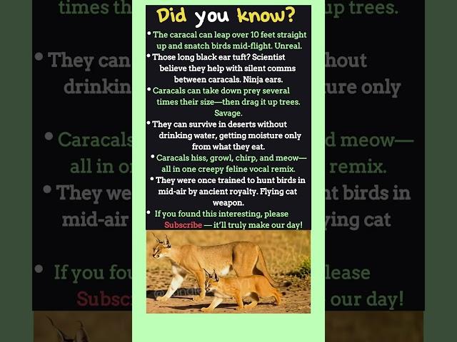 Caracal Facts That Sound Fake But Are 100% True