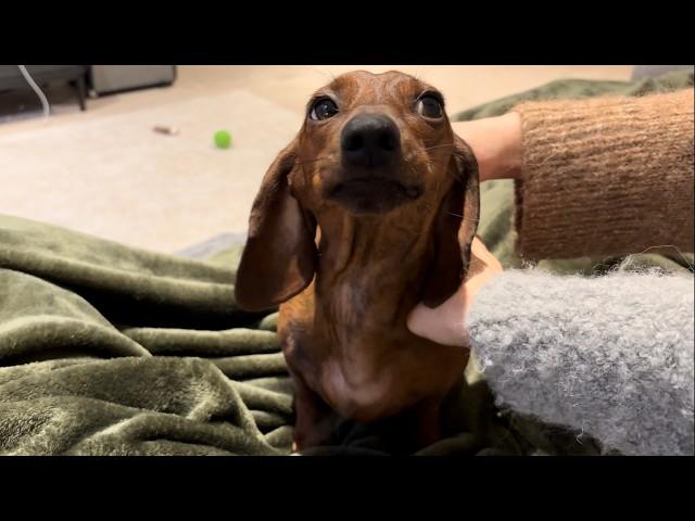 Things mini dachshund loves to hear!