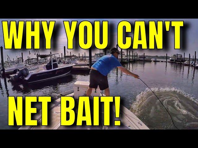 The TRICK to Cast Netting Baitfish ! Shad Bunker Pogies Menhaden! Live Bait! Herring Mullet Alewives