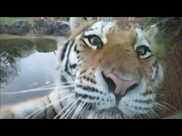 Interacting With A Tiger!