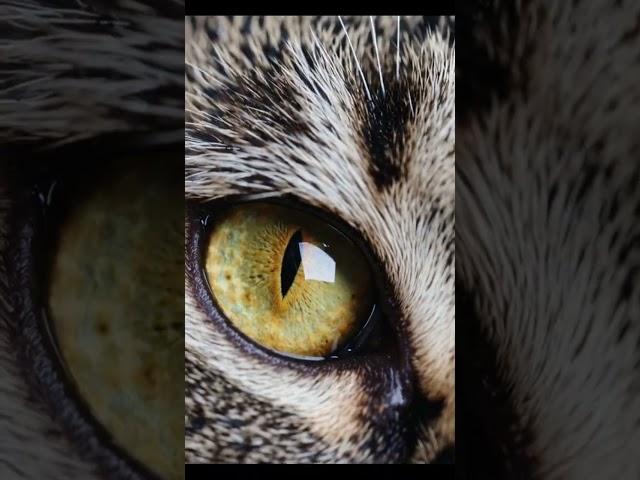 feline eye, cat eye close-up  detailed cat iris