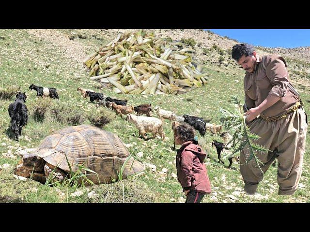 Secrets of Mountain Plants with Nomads: A Journey into the Wild World of Nature️️
