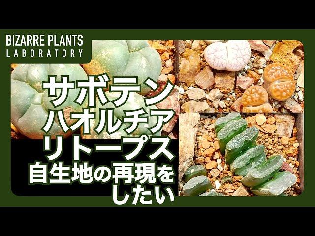 【サボテン リトープス ハオルチア】ハビタットスタイル！！自生地の生息を再現したい動画！！