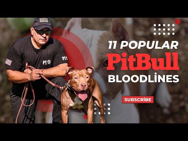 11 popular Pitbull Bloodlines