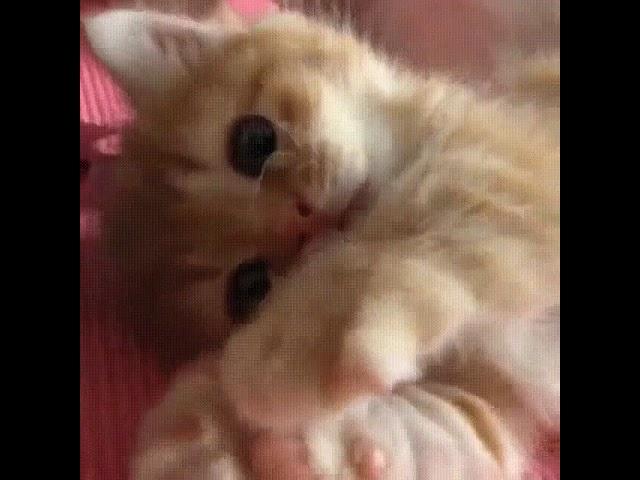 Котик-самое милое создание