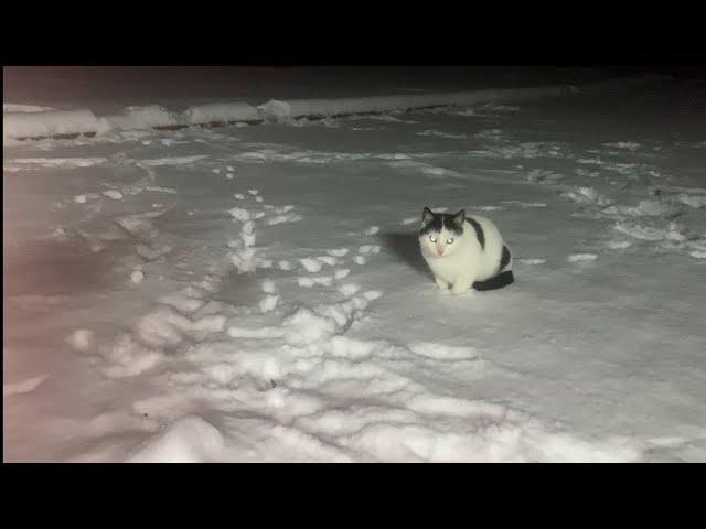 Winter whiskers: "Husky" cat playing in the snow!