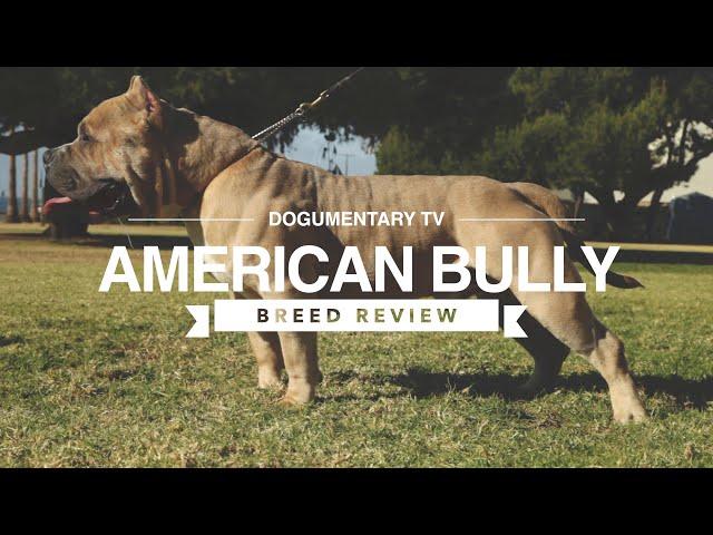 AMERICAN BULLY BREED REVIEW