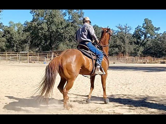 Teach the Anxious Horse How to Relax - Part 1 - Mike Hughes, Auburn California