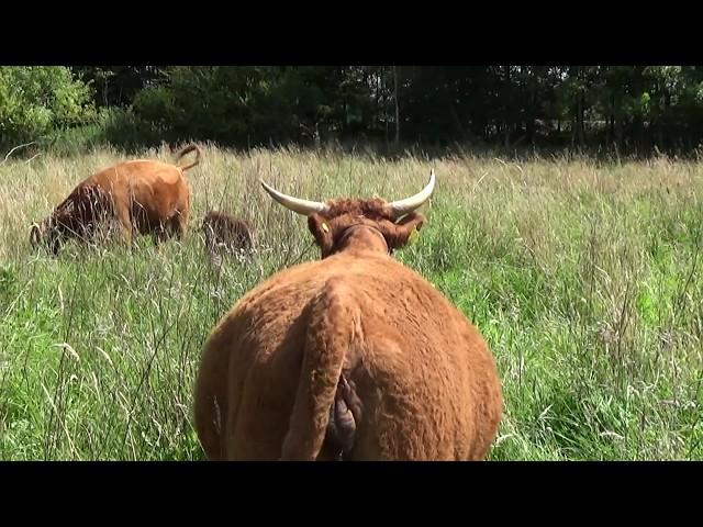 Signs of calving - Nuala calving 1- Katrine`s Milk Maid school