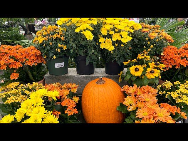 Fall Inspiration Shopping and Sale Plants!