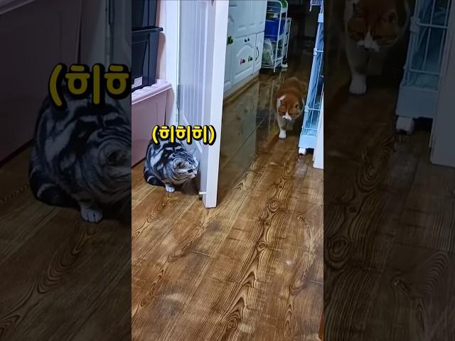 아내 고양이가 나타나자 남편의 놀라운 반응