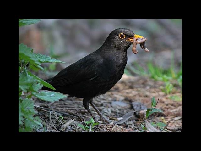 Blackbird singing - Turdus merula