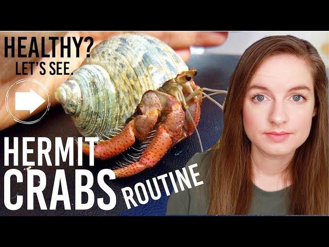 Hermit Crab Care Routine & Addressing Concerns: Are They Healthy?