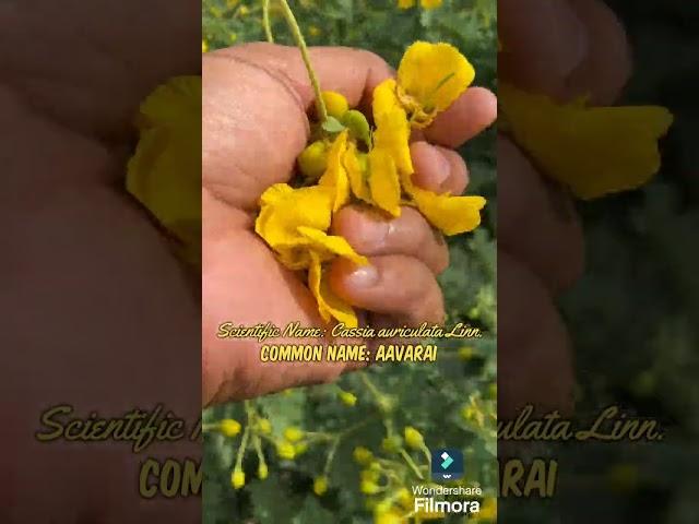 Ruellia Bio Innovations: Cassia auriculata Linn. www.ruelliabioinnovations.com