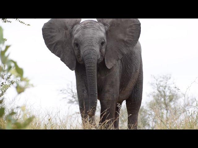 Liam talks about the TORCHWOOD PRIDE. Mel finds ELEPHANTS.