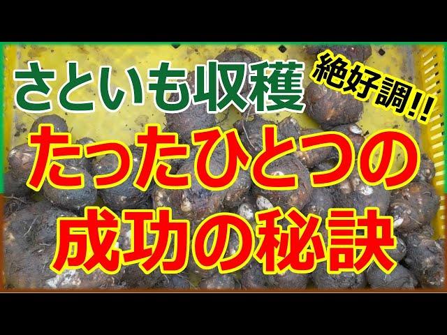 今年の里芋が絶好調‼︎たったひとつの理由