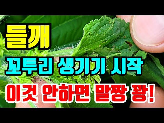 들깨 꼬투리생기기 시작 잘 살펴보지 않으면 들깨농사 망합니다.