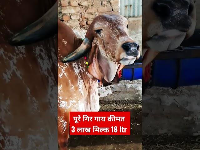 पूरे गिर गाय कीमत सुन के आप भी चोक जाओगे 3 लाख pure gir cow price 3 lakh #short #shorts #shortvideo