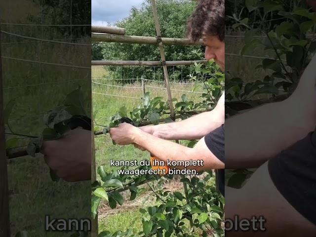 #gartentipps #gardening #diy #organicfarming #gartenideen