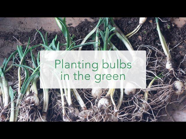 Snowdrops in the green. Spring planting bulbs online at Peter Nyssen