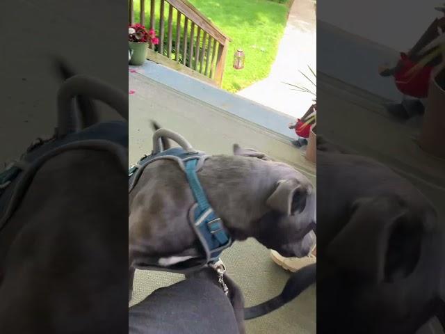 Vincent came to see me today #shortsvideo #pets #dogs #pitbull 6/9/25