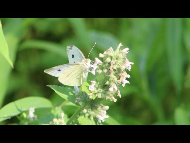 CABBAGE WHITE BUTTERFLY