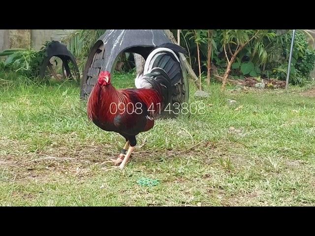 Yellow legged hatch frm.Biboy Enriquez of Firebird now in my backyard.EGD BACKYARD PONTEVEDRA,CAPIZ