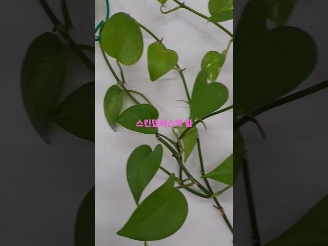 스킨답서스 뿌리의 힘 스프레이 입구 감쌈!! #식물 #식물집사 #plants #plant