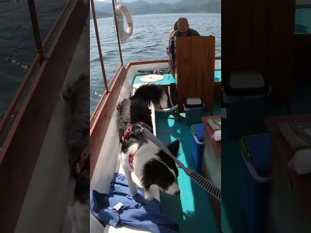 Border Collie looking for her dad in Skadarsko jezero