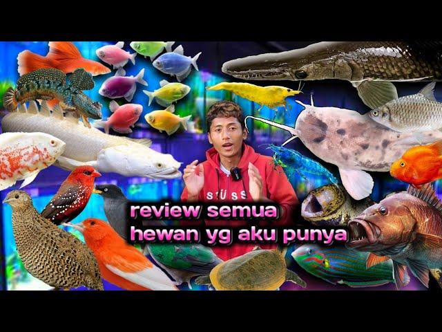 REVIEW SEMUA IKAN DAN BURUNG DIRUMAH IRVAN GUPPY