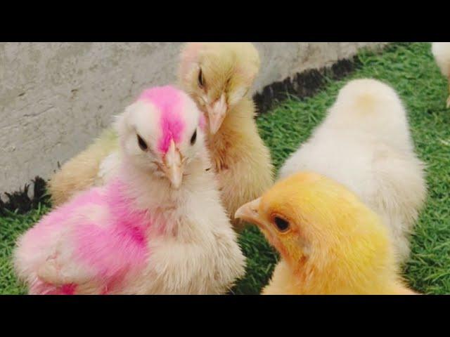 Best Chickens Vlog | Chicks Videos Funny | Colourful Chickens | Razi Ali Vlogs