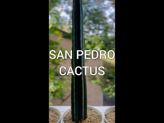 51 cm Long SAN PEDRO CACTUS #cactuscollection