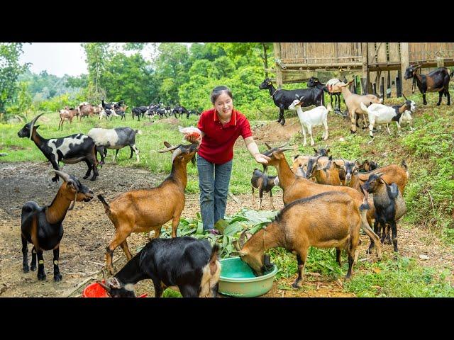 Raising a flock of Goat - Harvesting Banana to sell | Ella Daily Life