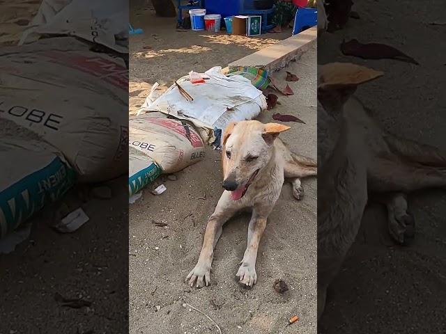  It was a hot day#shorts #thailand #travelvlog #shortvideo #dog #travel #shortsvideo #pattaya