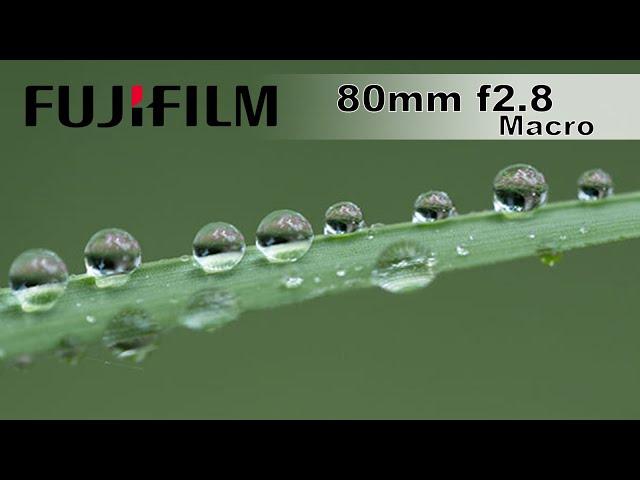 The BEST Macro Lens ever?! - Fujifilm 80mm f2.8