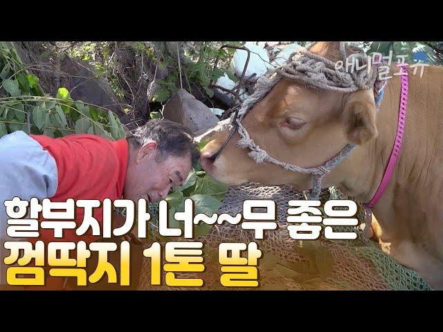 할아버지 막내딸 껌딱지 1톤 반려소 명공이와 할아버지의 눈물겨운 우정 I KBS 굿모닝 대한민국 라이브 200714 방송