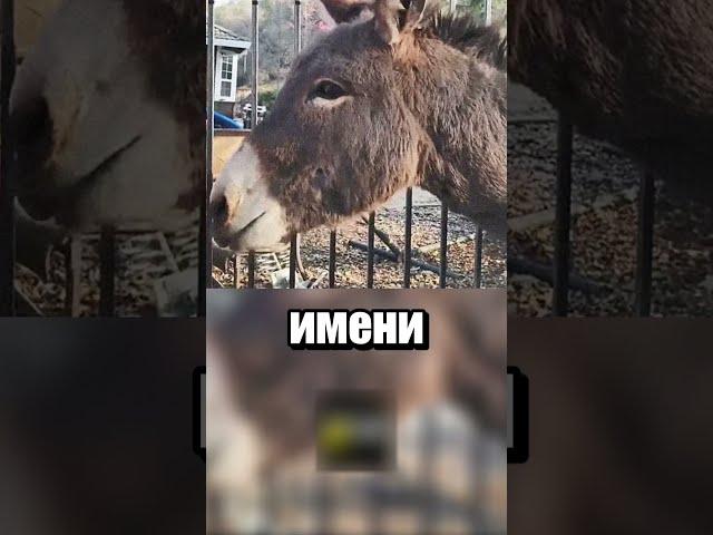 Осел по имени Дизель