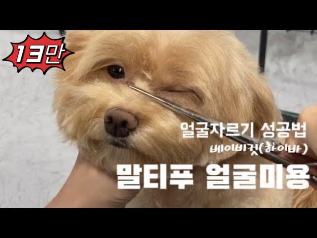 말티푸 베이비컷 하이바처럼 크게 잘라보기~ l pet grooming martipoo