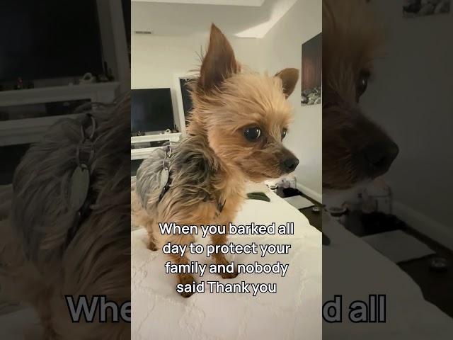 The Unsung Hero of Home Security  | Joshua the Yorkie on Duty