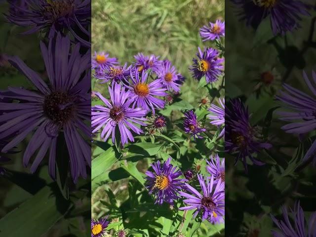 My favorite Wildflower - New England Aster #Shorts