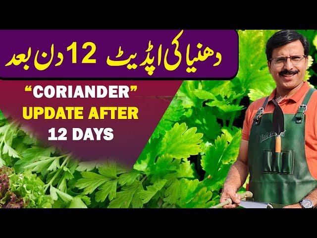 CORIANDER Update after 12 days  || Gardening With Javed Iqbal